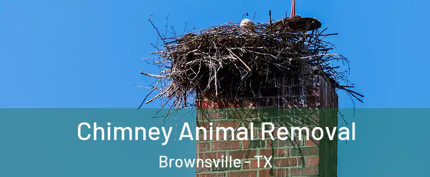  Chimney Animal Removal Brownsville - TX