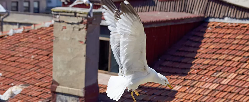 Residential Chimney Animal Removal Solution in Brownsville, TX