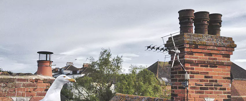 Chimney Cleaning And Restoration in Brownsville, Texas
